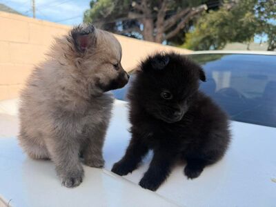 mini pomeranian brown boy and ️black female