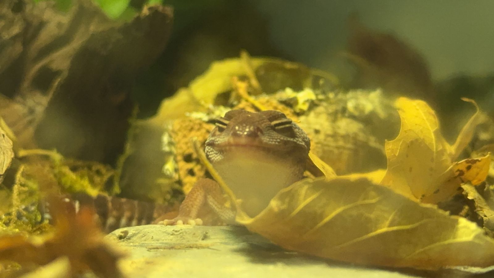 ISO Oreo African Fat Tailed Geckos