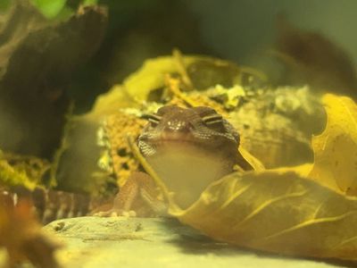 ISO Oreo African Fat Tailed Geckos