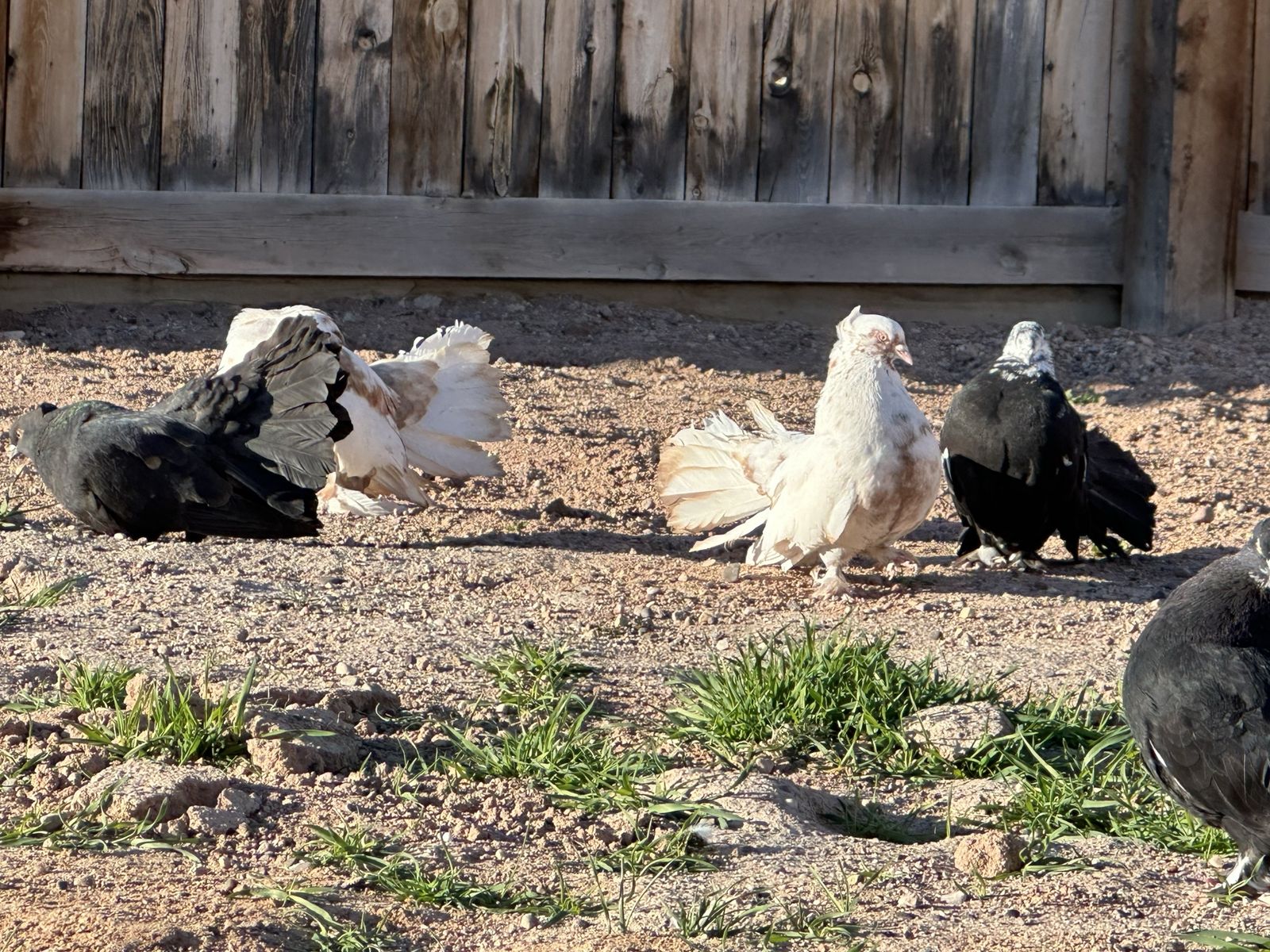 FANTAIL PIGEONS