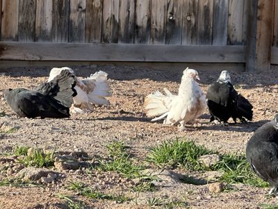 FANTAIL PIGEONS