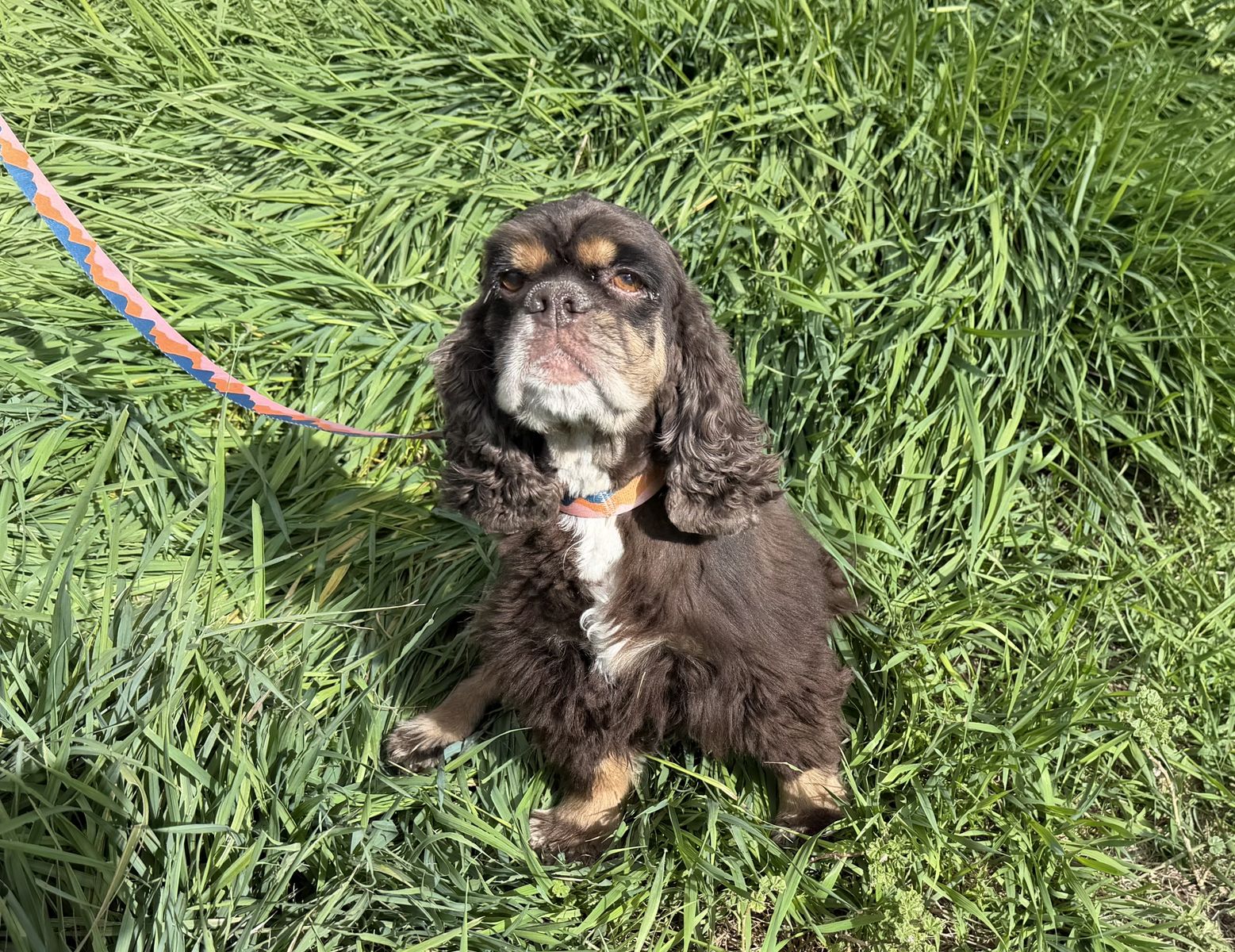 Chocolate cocker spaniel girl - free to good home | Dogs | KSL Classifieds