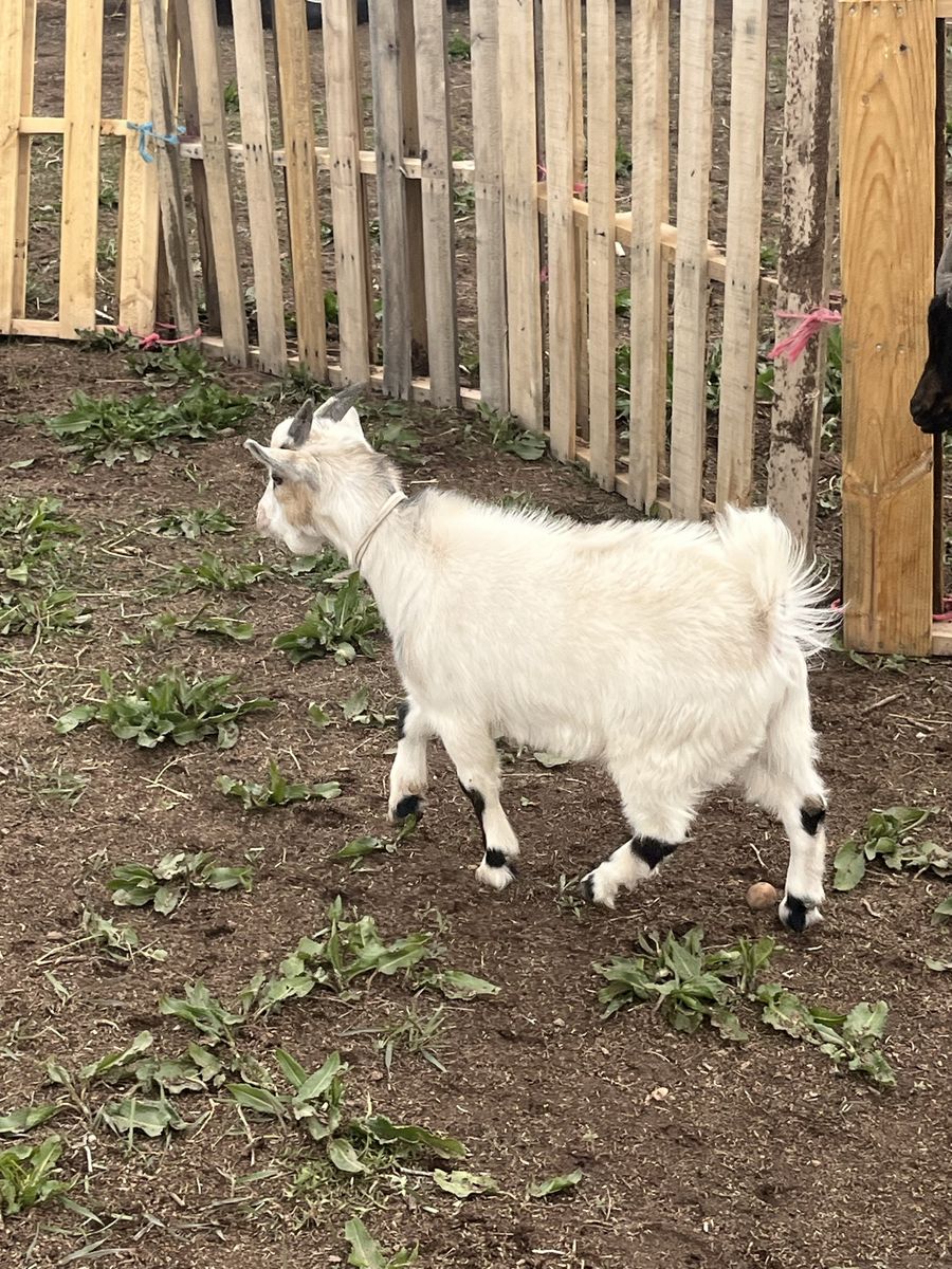Meat goat buck/ can be wether