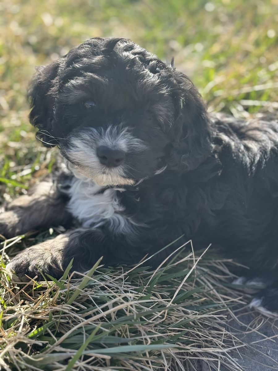 COCKAPOO PUPPIES!!