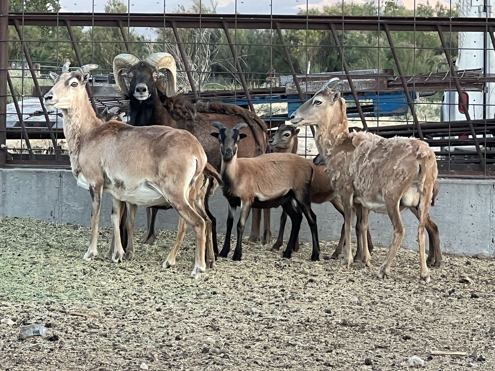 Young Hair Sheep for Sale