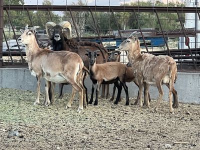 Young Hair Sheep for Sale