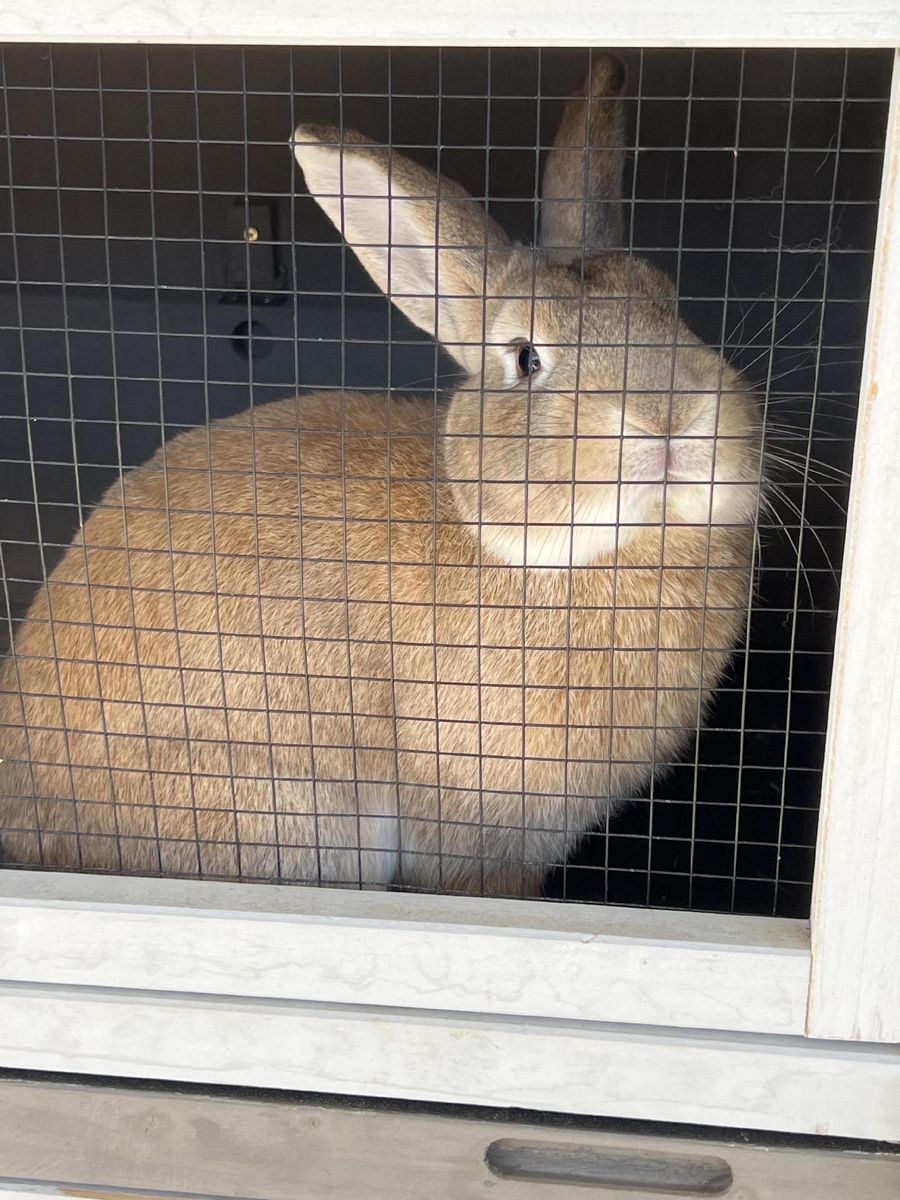 Male Rex/Lop Rabbit with Hutch Included