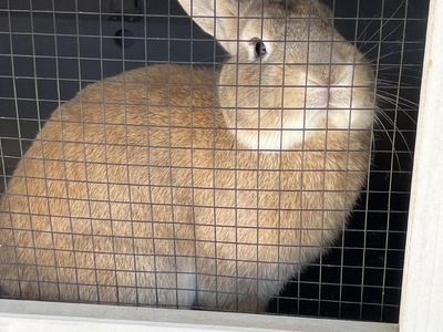 Male Rex/Lop Rabbit with Hutch Included
