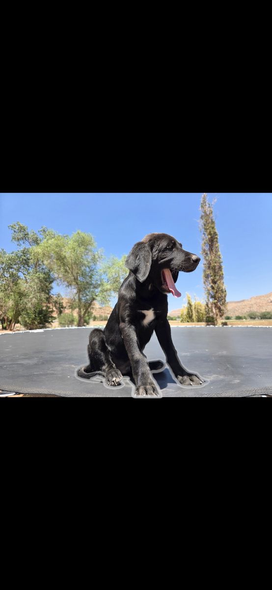 Red tick / blue tick hound and black lab mix pups