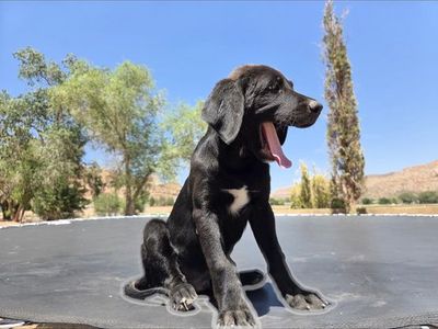 Red tick / blue tick hound and black lab mix pups