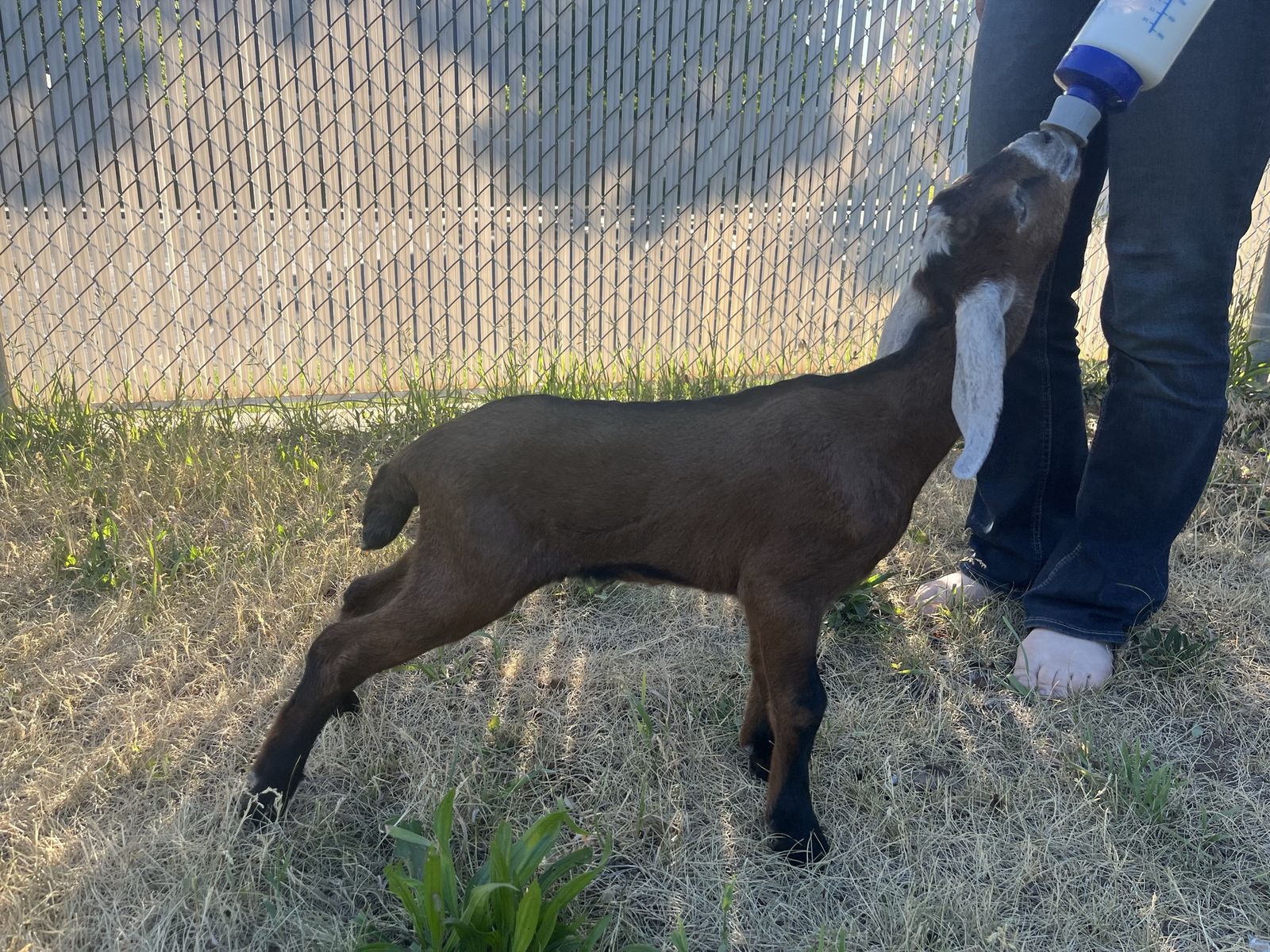 Registrable Nubian Buckling