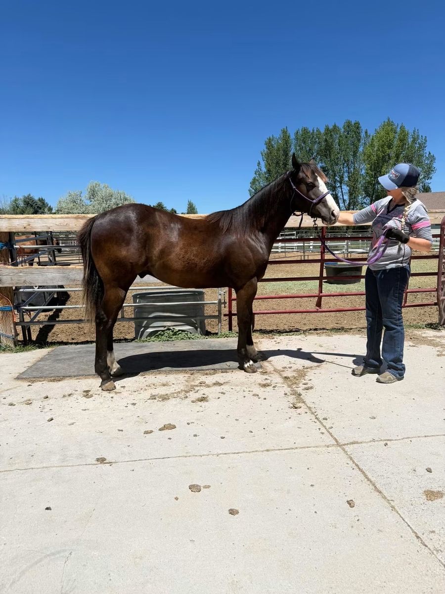 Flashy yearling gelding