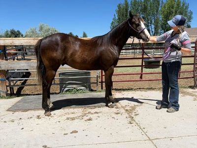 Flashy yearling gelding