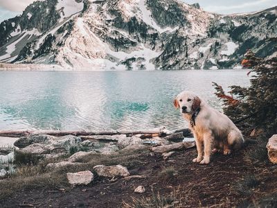 AKC Trained English Cream Golden Retriever Puppy Service Therapy Dog Prospect