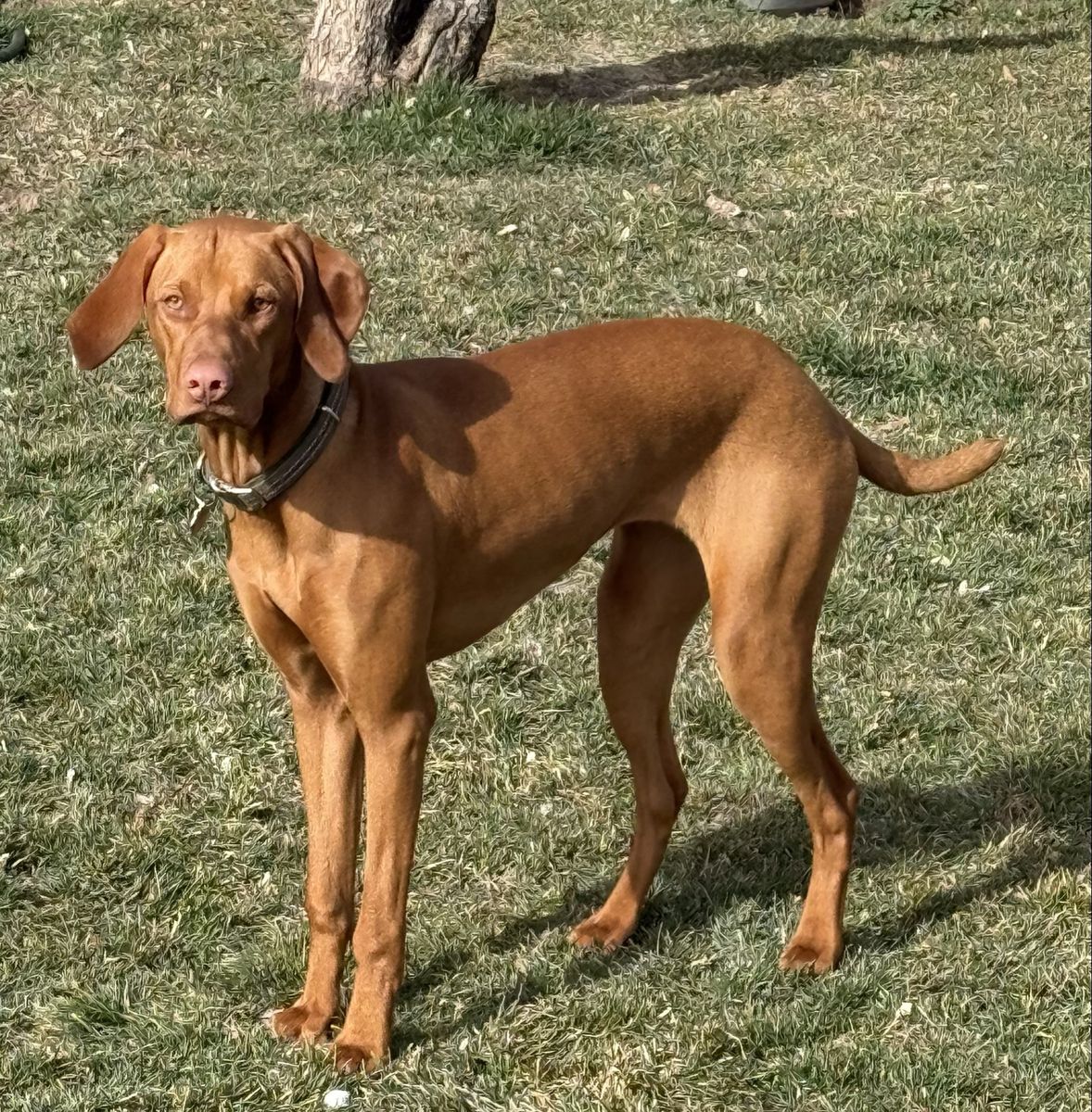 Vizsla Puppies Due 7/24