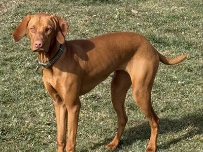 Vizsla Puppies Due 7/24