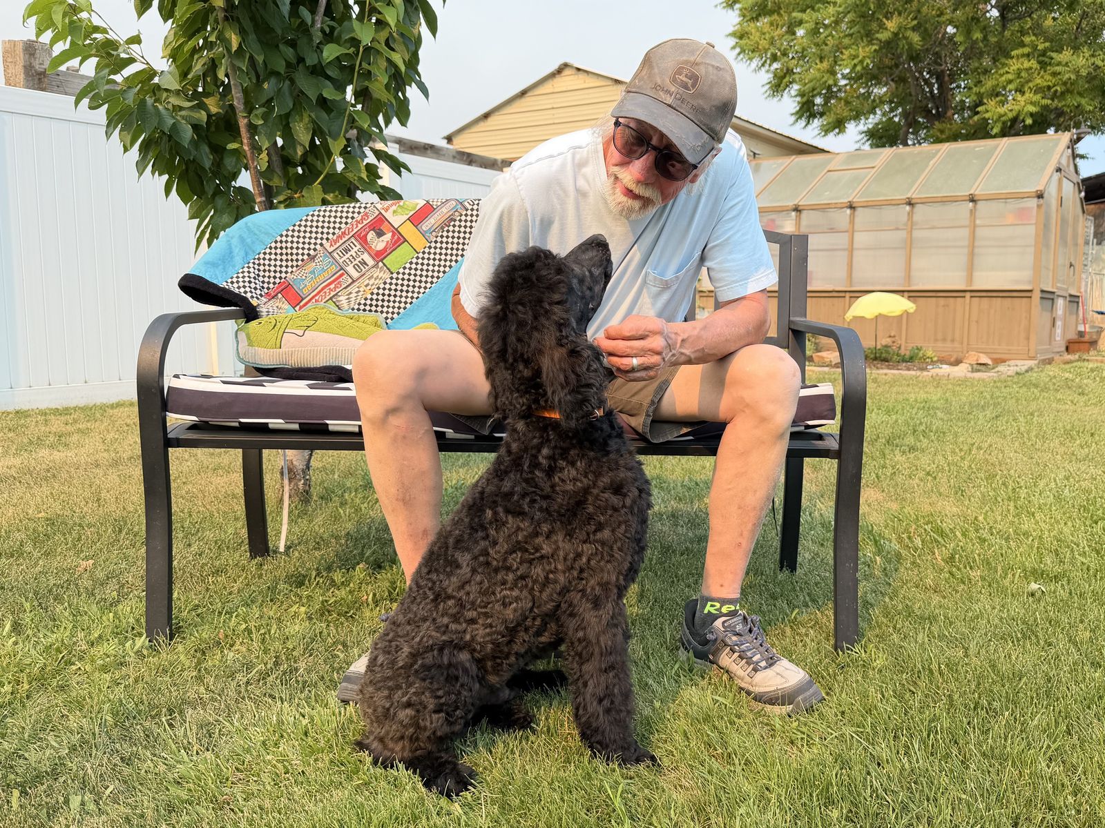 Standard Poodle Puppies