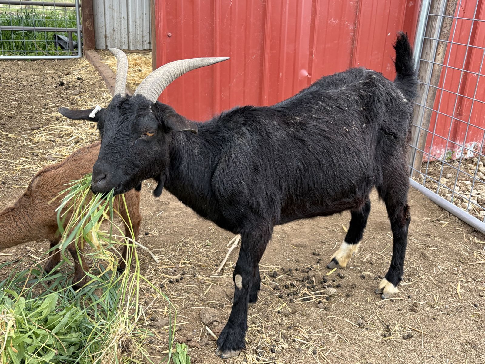 Boer-Saanen Goat