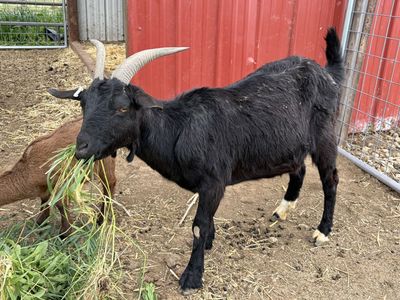 Boer-Saanen Goat