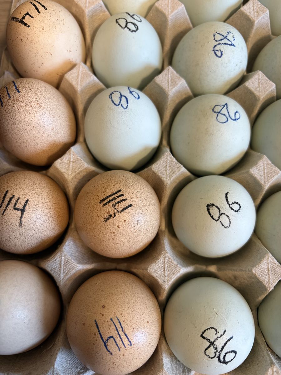 Guaranteed Pullets (Four Chick Bundle)