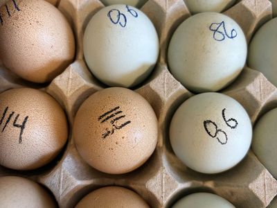Guaranteed Pullets (Four Chick Bundle)