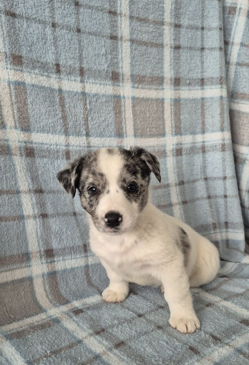 cowboy corgi Puppies - Multiple Colors Available