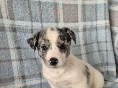 cowboy corgi Puppies - Multiple Colors Available