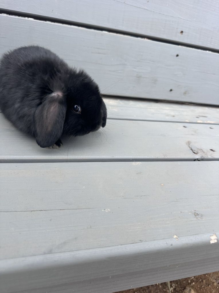 Holland Lop Buck