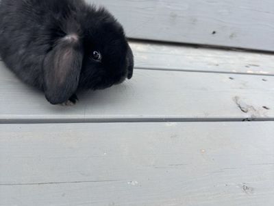 Holland Lop Buck