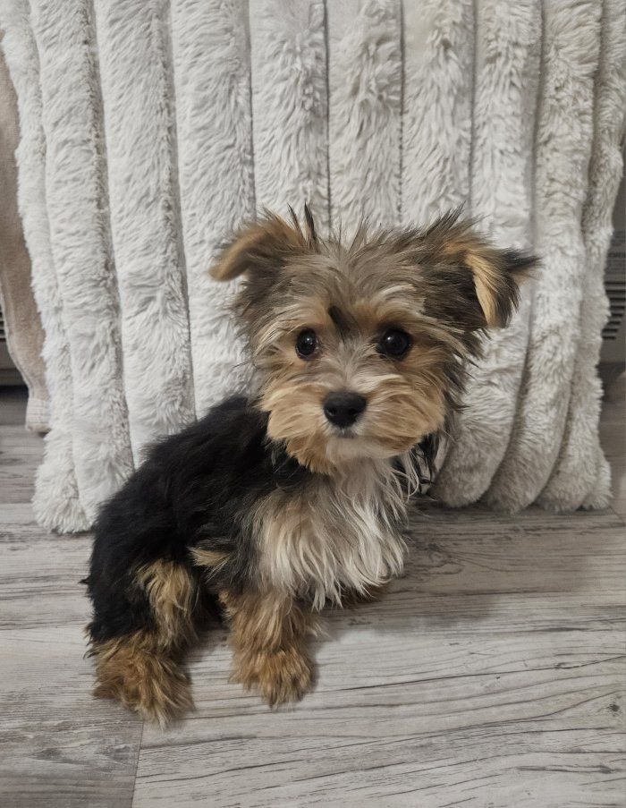 Yorkie Maltese morkie