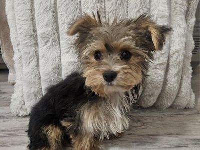 Yorkie Maltese morkie