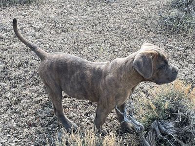 AKC/CKC CANE CORSO PUPPIES