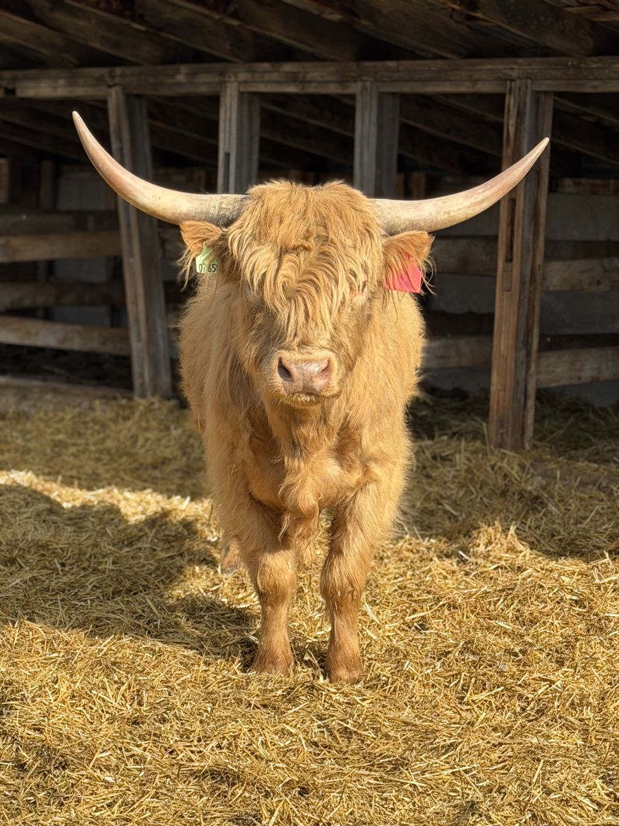 Scottish Highland Breeding Pair