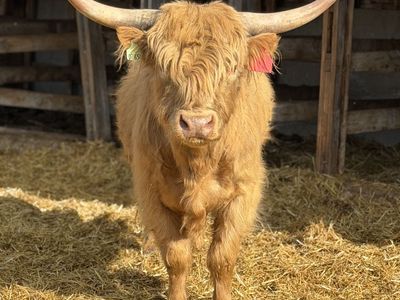 Scottish Highland Breeding Pair