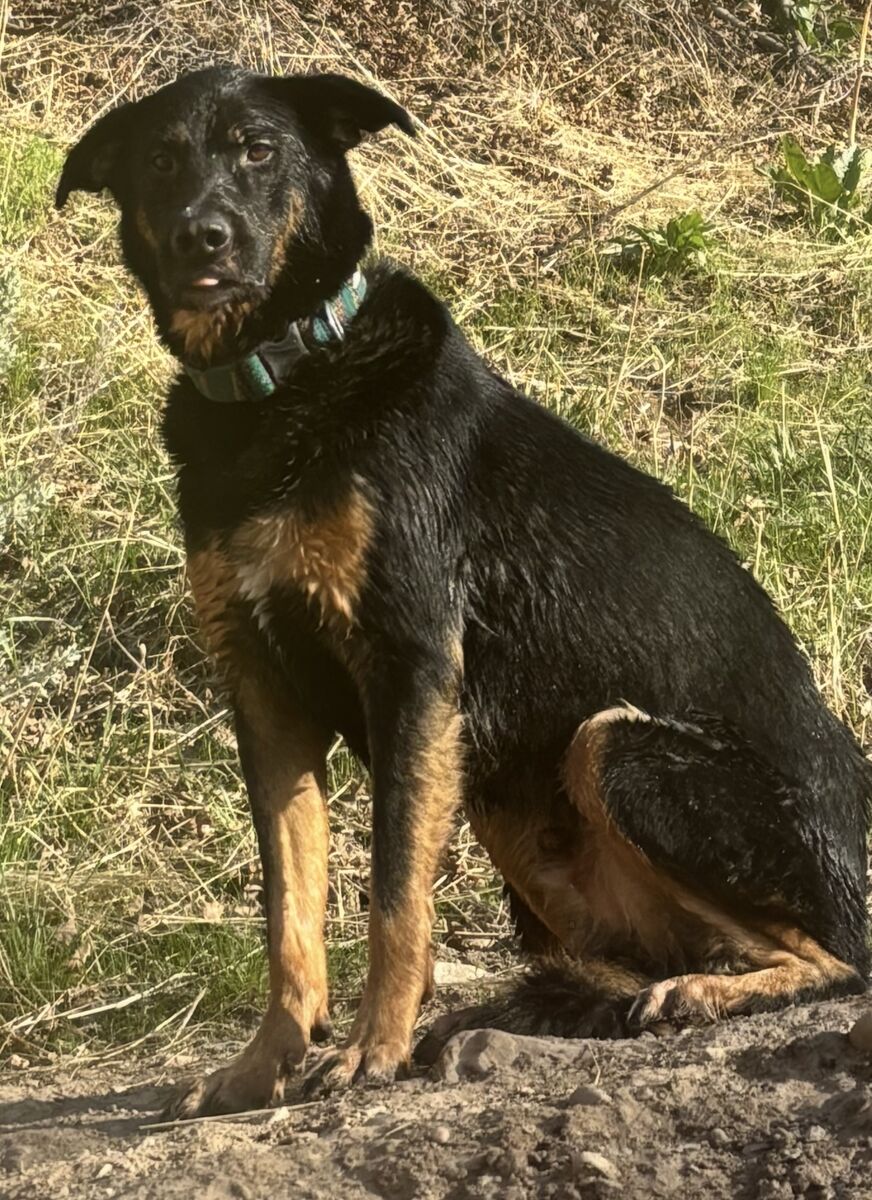 Germán shepherd dogs