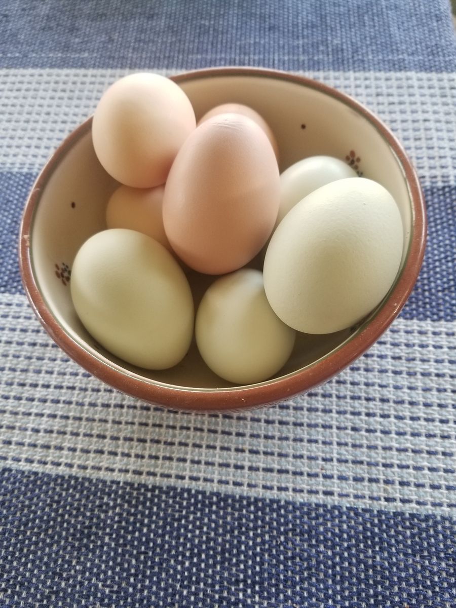 Hatching eggs, $1 per egg