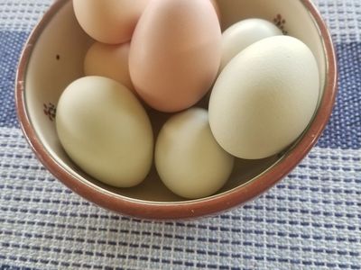 Hatching eggs, $1 per egg