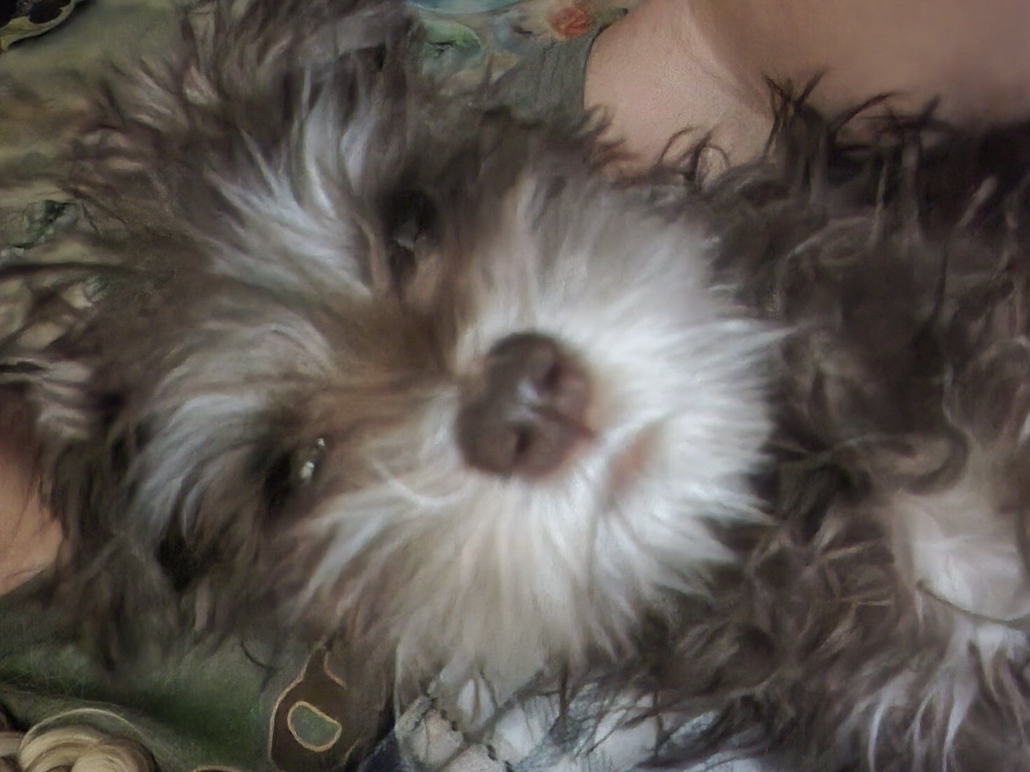 Miniature Schnauzer Puppies