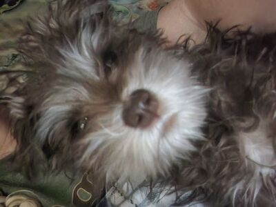 Miniature Schnauzer Puppies