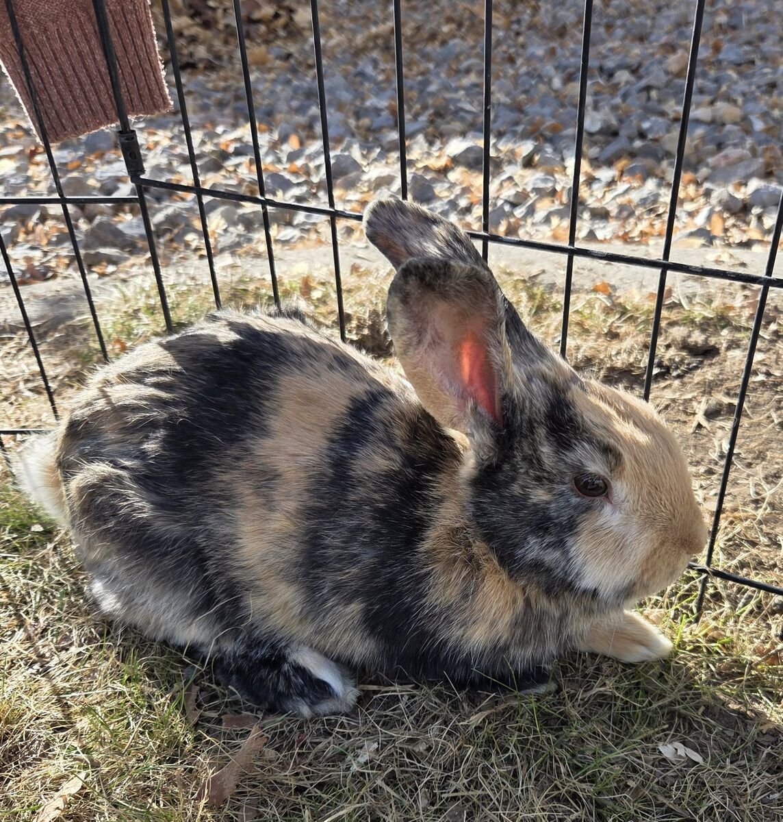 Jr Harlequin Bunny Rabbit
