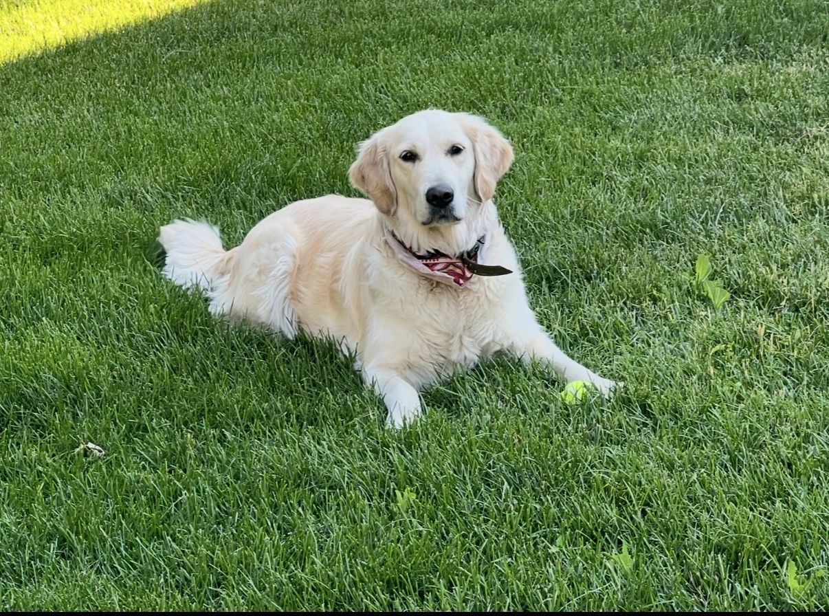 English cream golden retriver