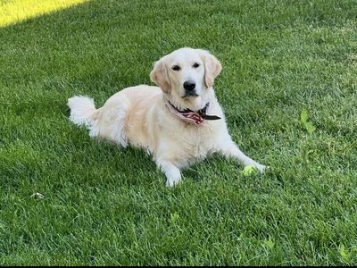 English cream golden retriver