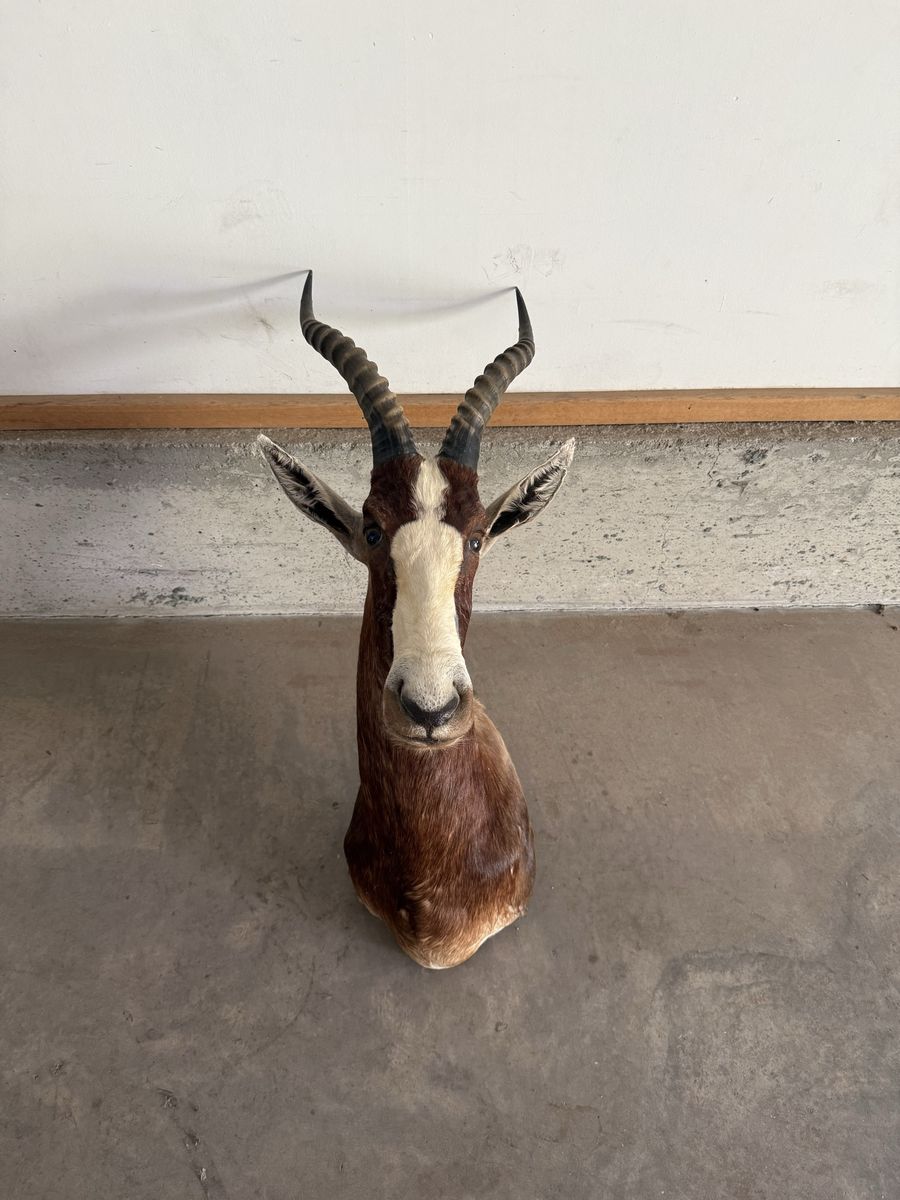 Blesbok Mount