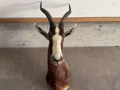Blesbok Mount