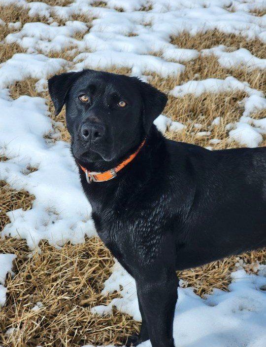 AKC Black Labrador Retriever Stud