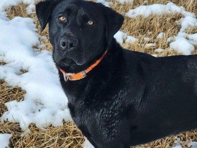 AKC Black Labrador Retriever Stud