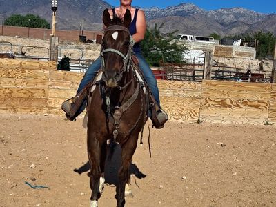 Chestnut gelding