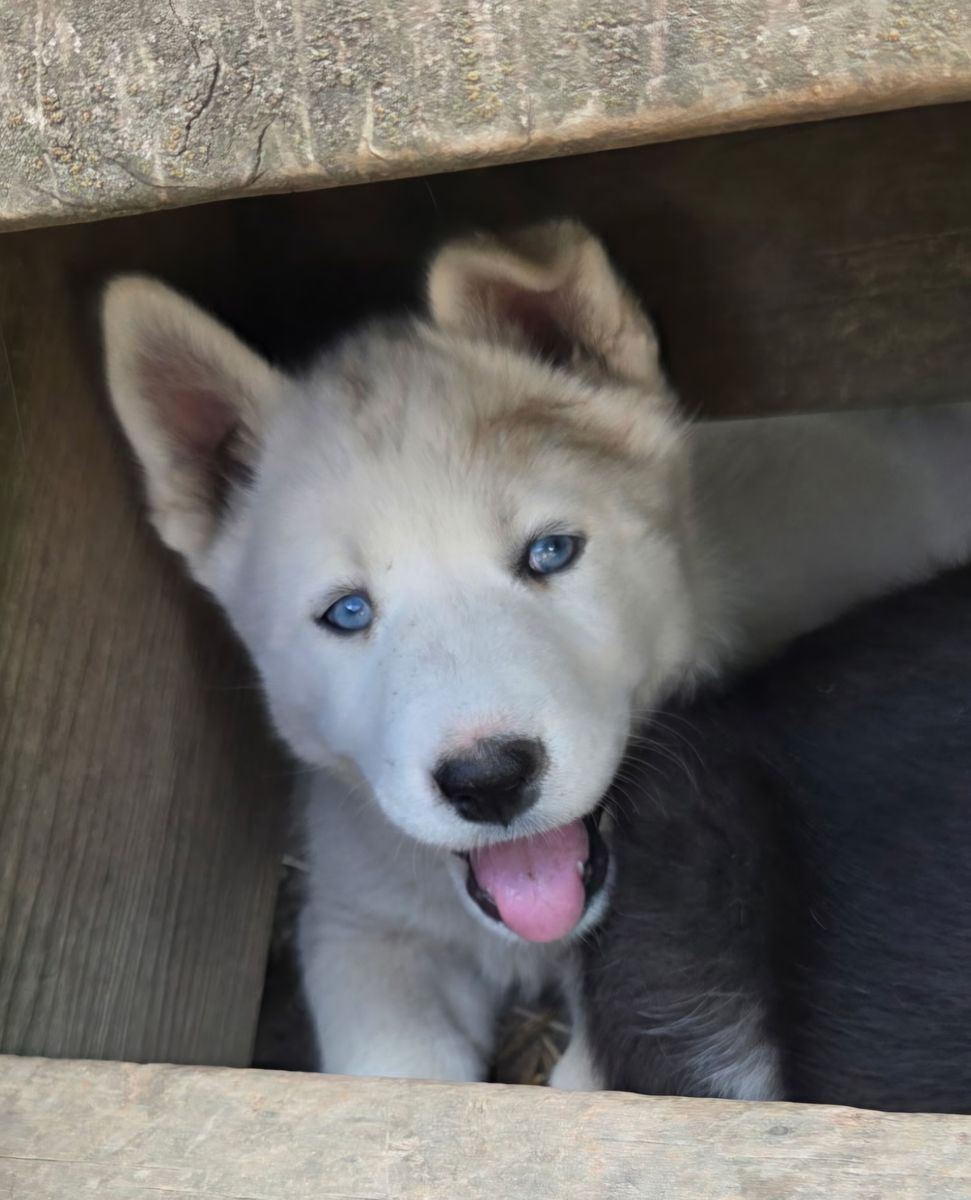 AKC Registered Siberian Husky Puppies - Rare Whites & Classics (Lehi)