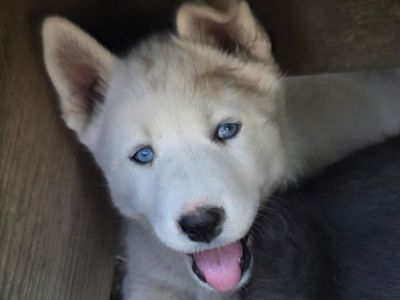 AKC Registered Siberian Husky Puppies - Rare Whites & Classics (Lehi)