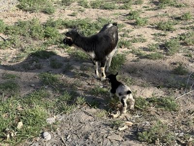 Pygmy Doe With Doeling
